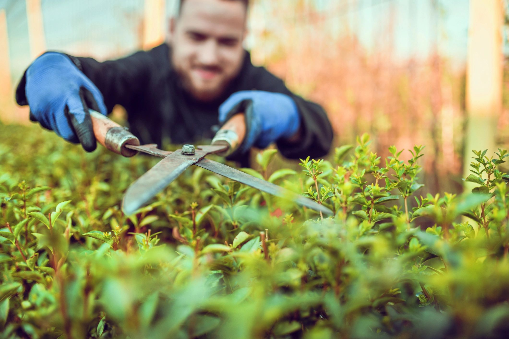Landscape maintenance professional at work