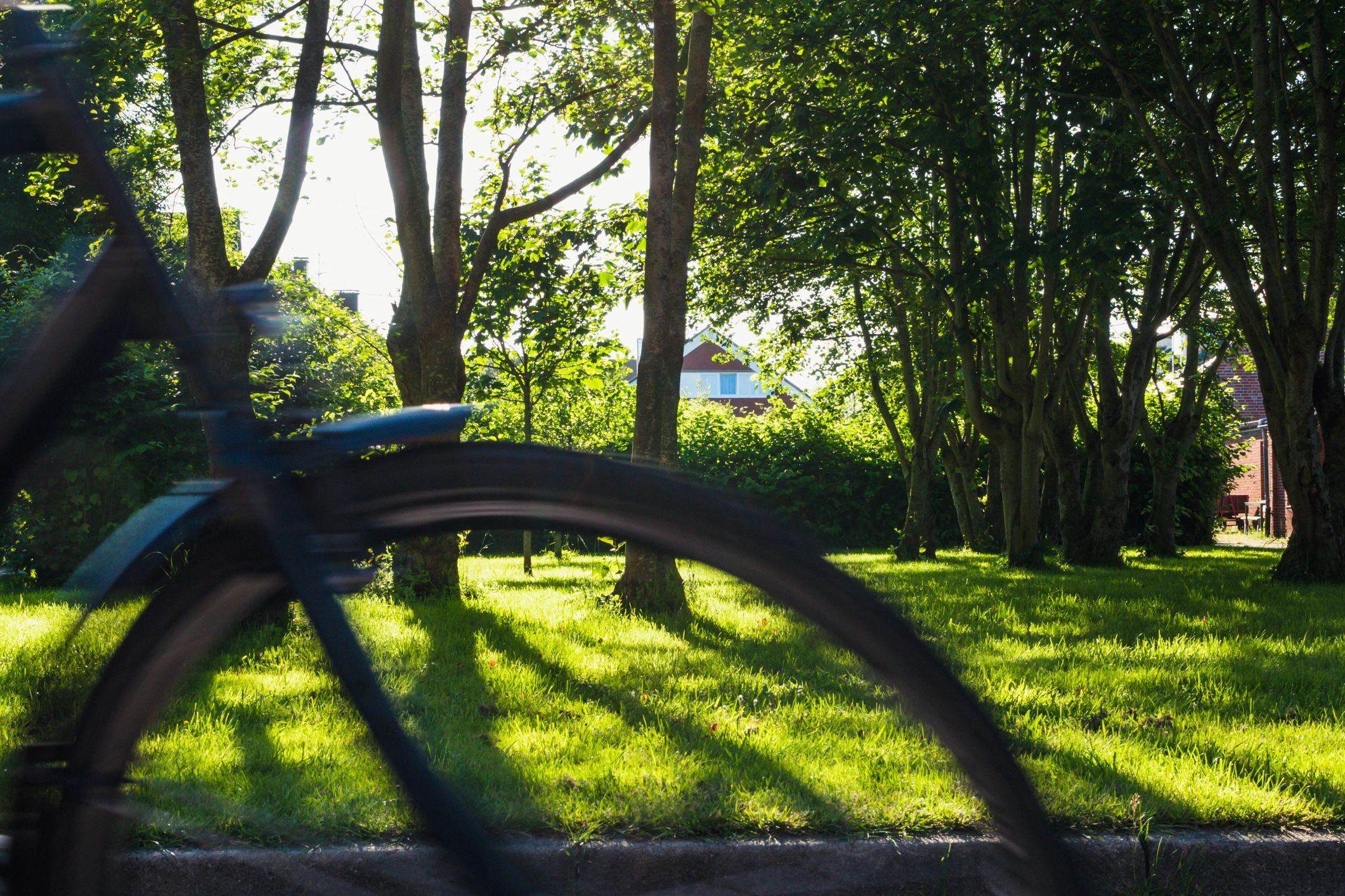 Sunny lawn and trees on a maintained property