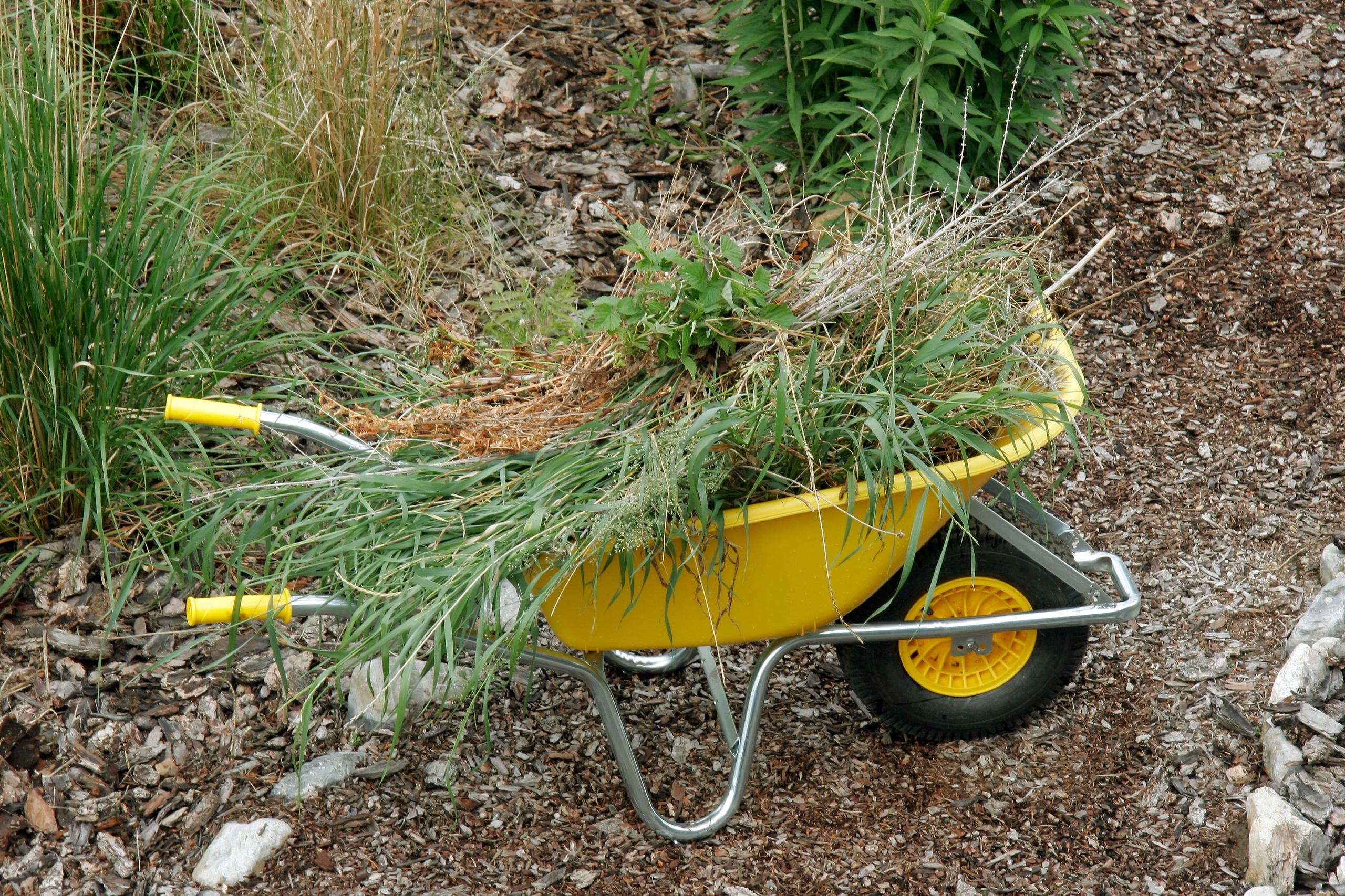 Wheelbarrow filled with pulled weeds and yard debris during cleanup