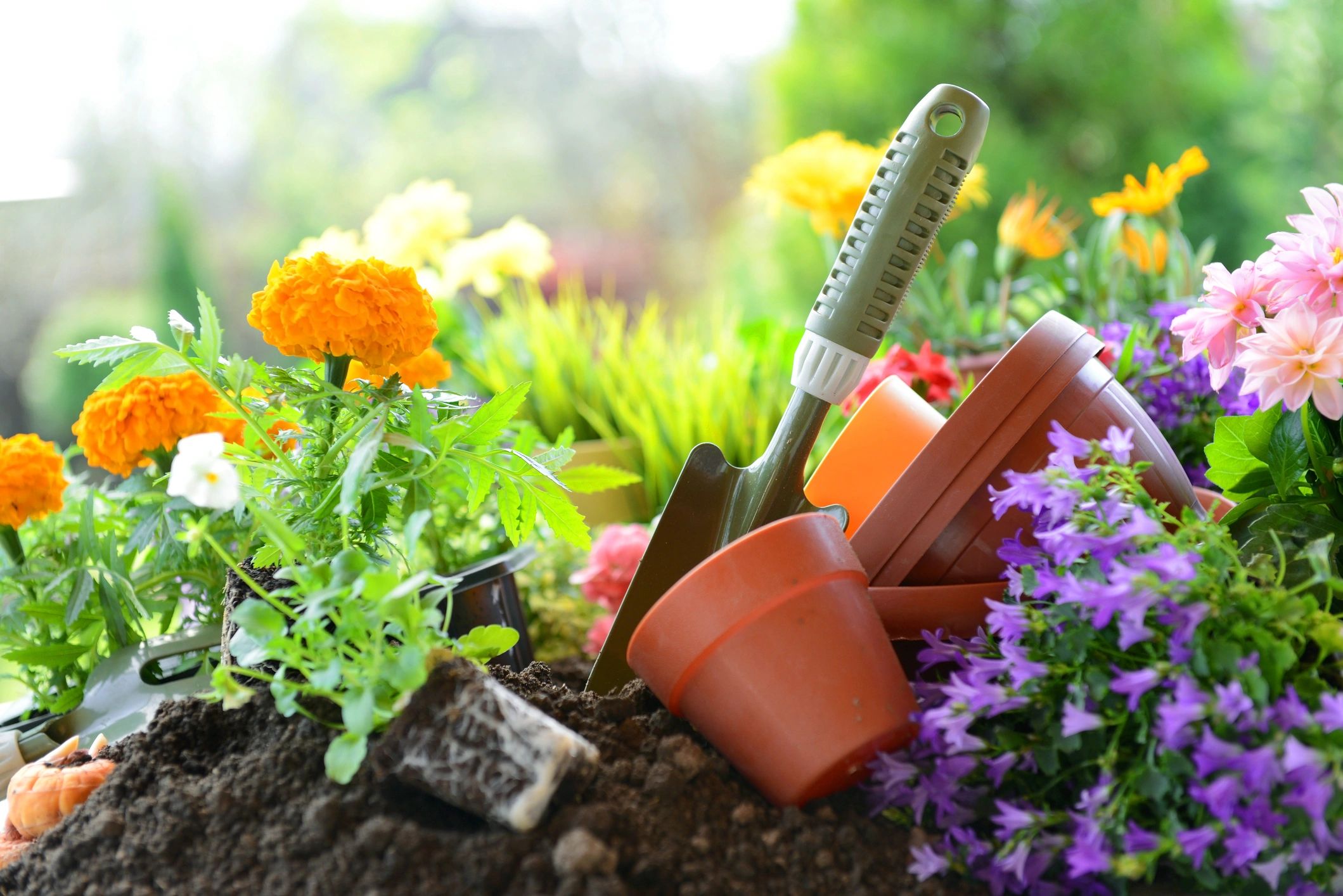 Flowers in a garden bed