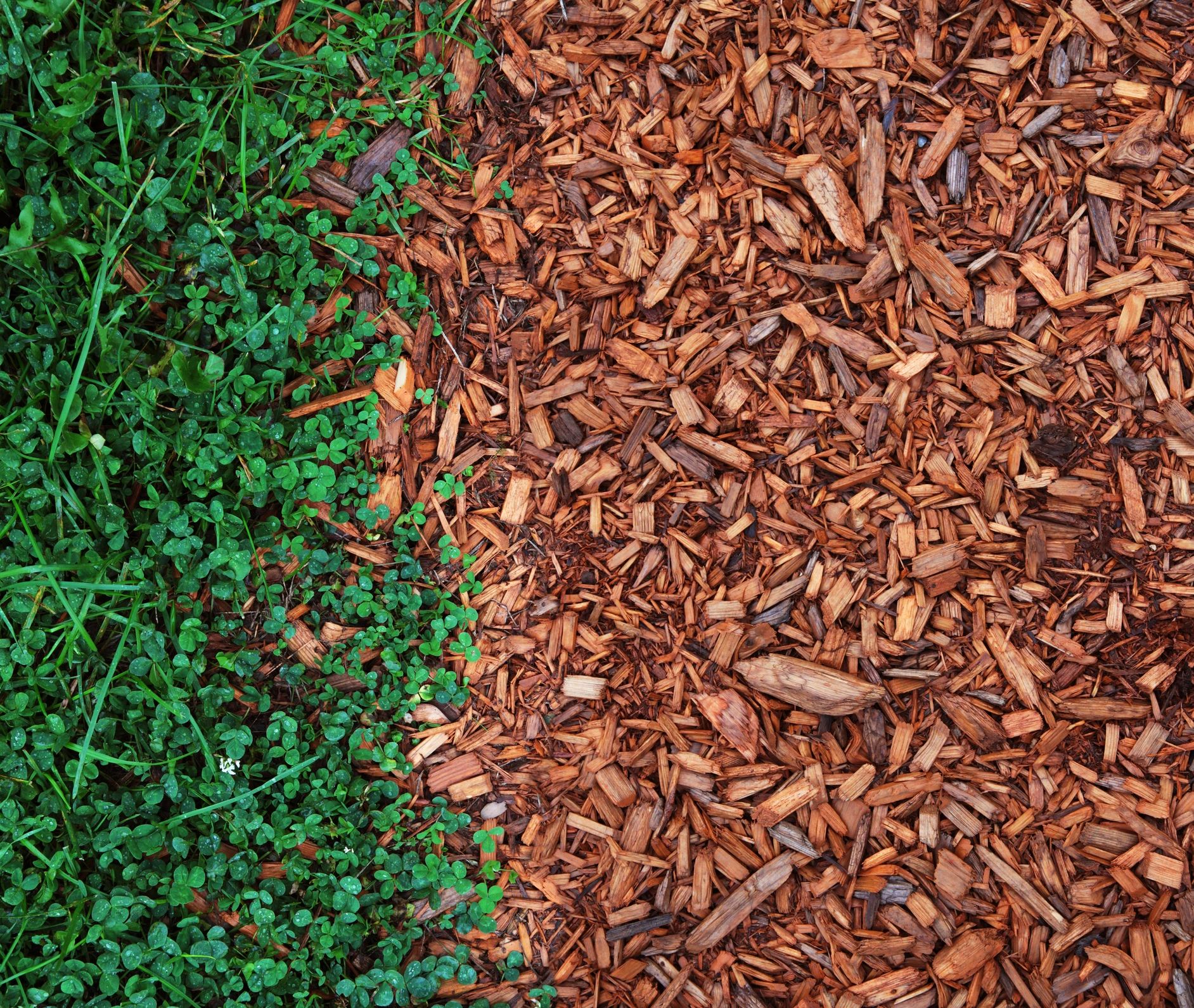 Fresh mulch and cedar chips for garden bed edging and weed suppression