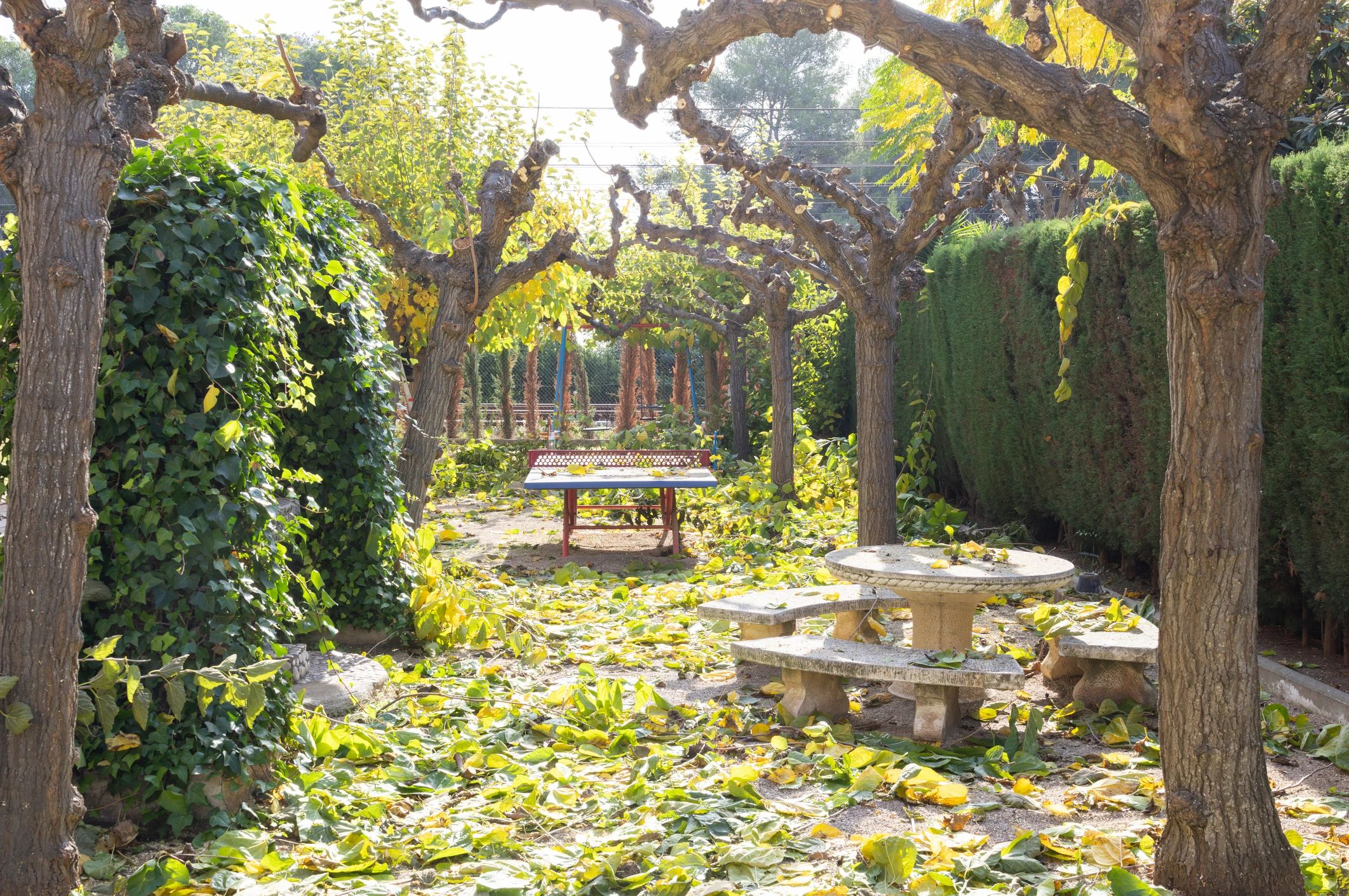 Autumn yard after pruning, ready for seasonal cleanup