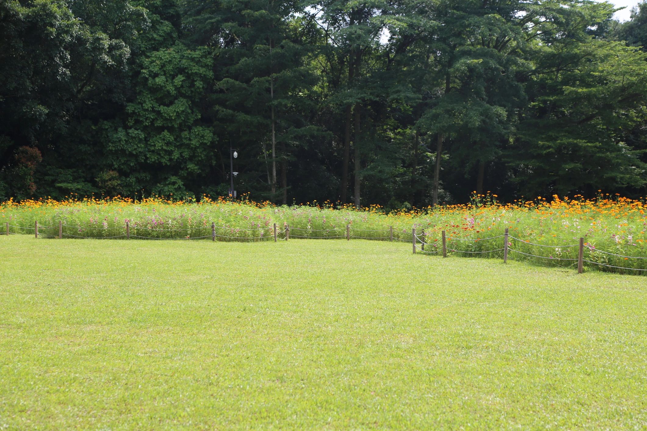 Flowering garden with pollinator-friendly plants