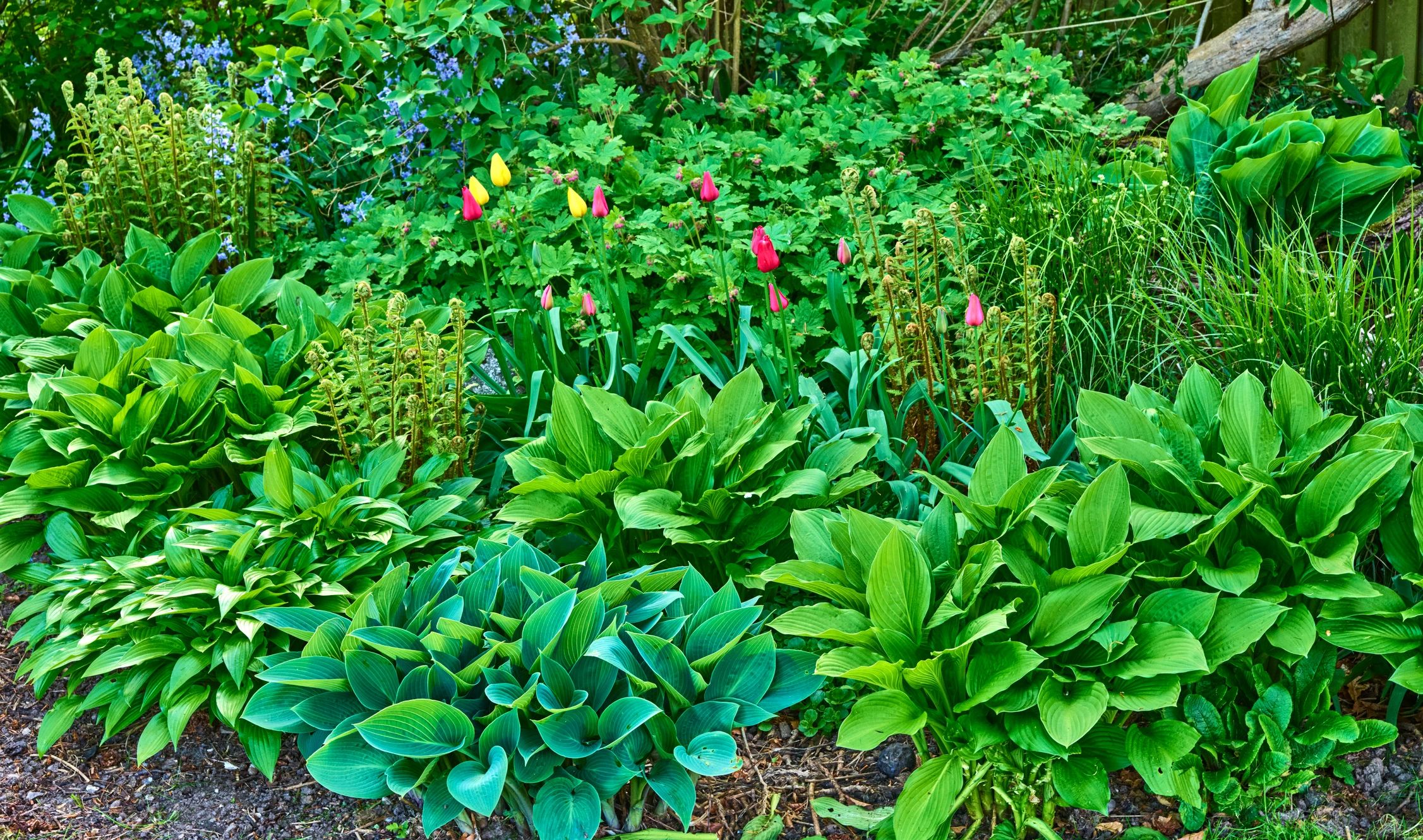 Garden border with hostas and colorful tulips