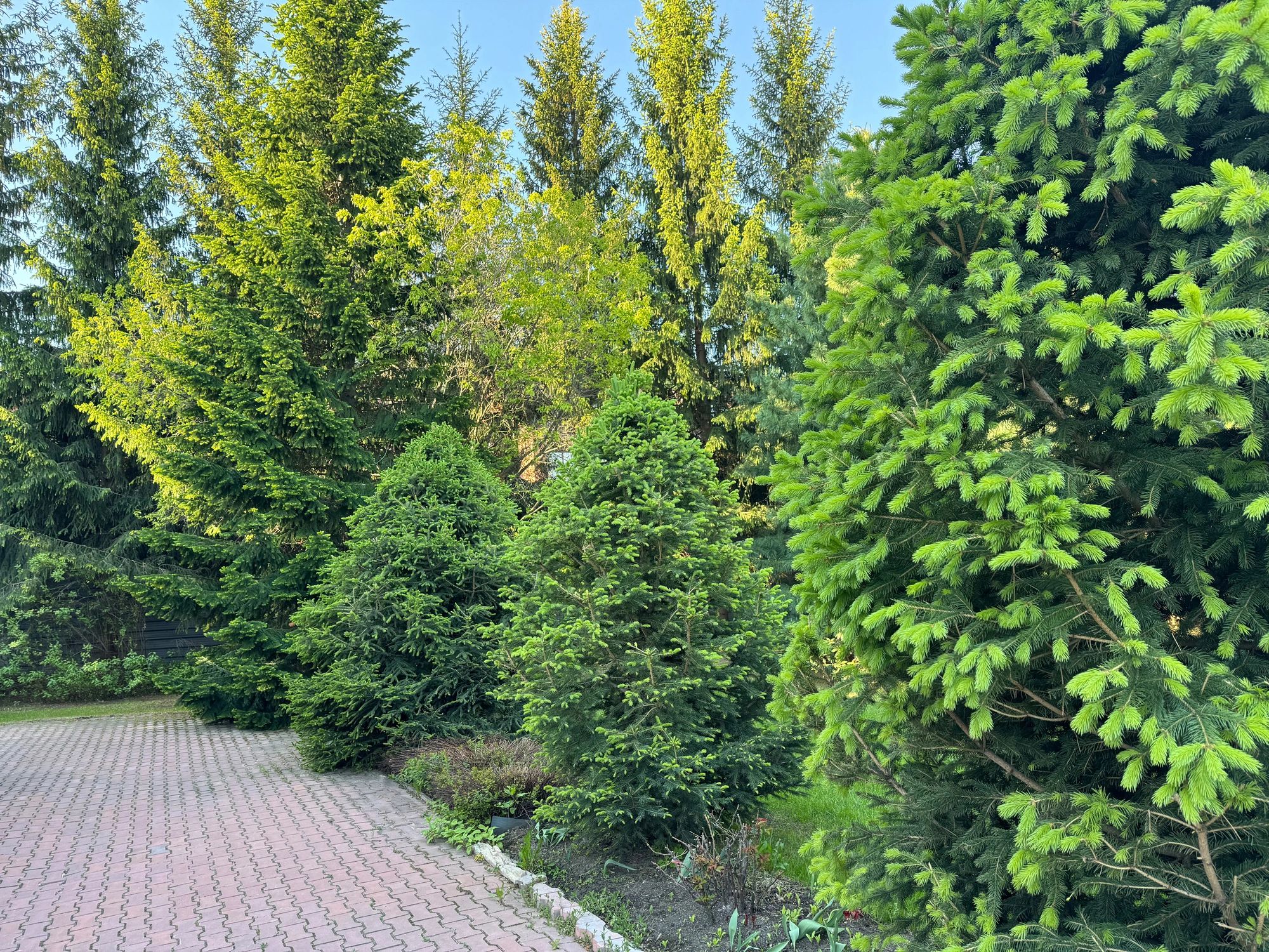 Evergreen trees lining a paved walkway in a landscaped garden