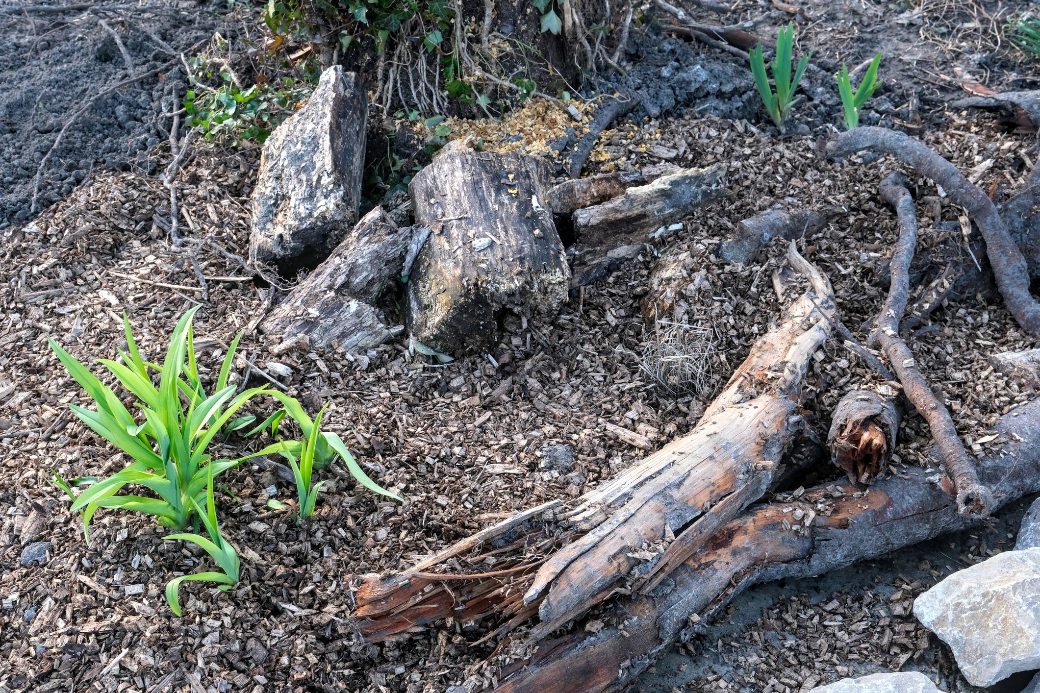 Fresh green leaves emerging through mulch in a garden bed