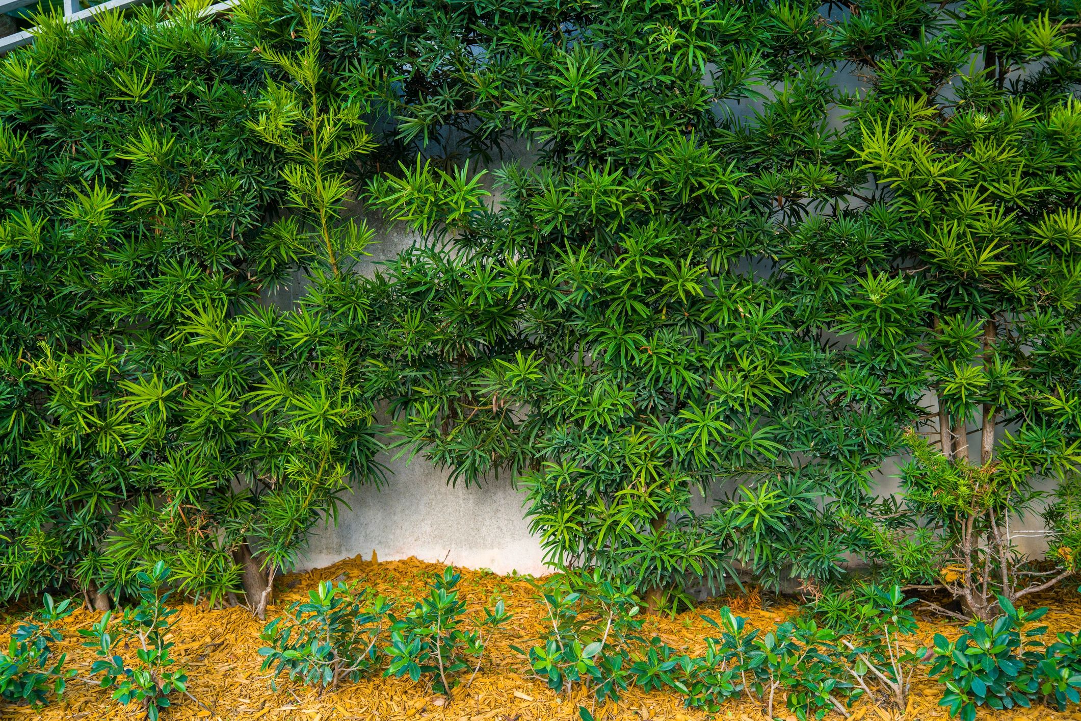 Mulched garden bed with evergreen hedge